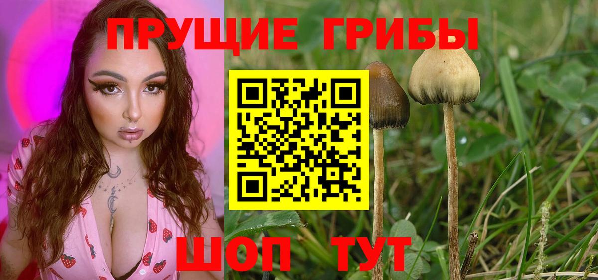 Галлюциногенные грибы прущие грибы Саяногорск